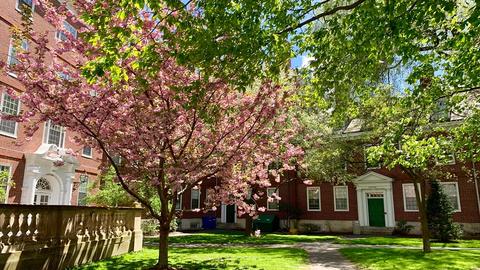 A green spring day at Harvard with a blooming, pink tree.
